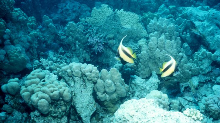 ../Images/115 Wimpelfische zwischen Bergkorallen und Feuerkorallen.jpg